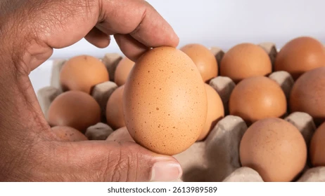 Fresh Eggs